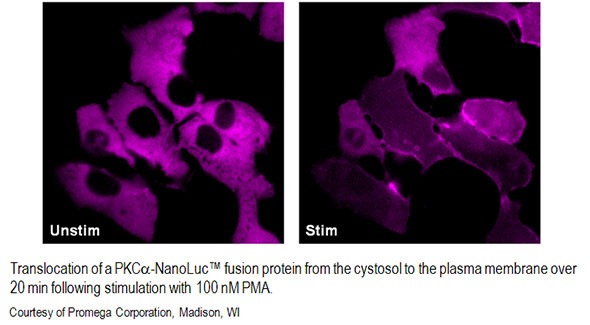 Image showing the translocation of a bioluminescent fusion protein from the cytosol to the plasma membrane