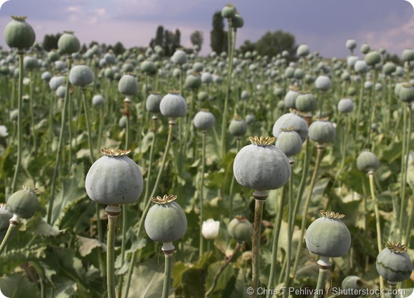 Opium Field
