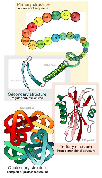 The three-dimensional structure of a protein.-helices are colored