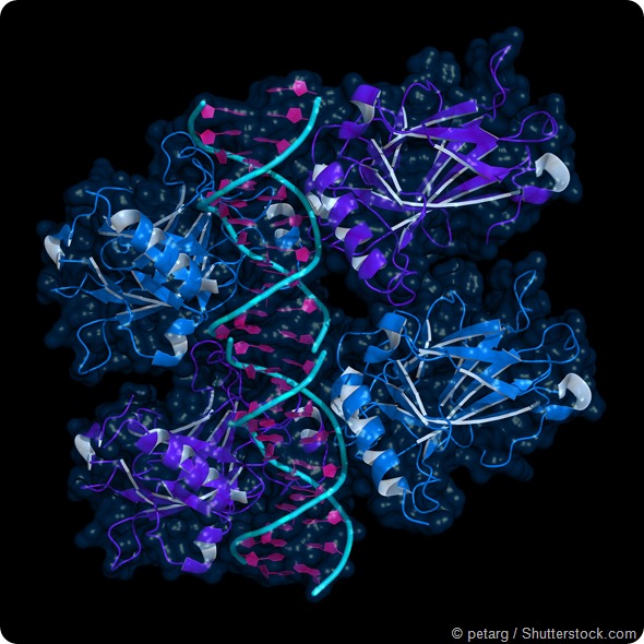 Ribbon model of p53 protein bound to DNA molecule. p53 (aka tumor protein 53) is a transcription factor whose inactivation can trigger the onset of cancer