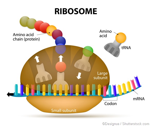 Ribosome protein synthesis