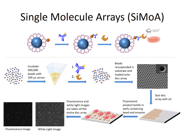 Single Molecular Arrays