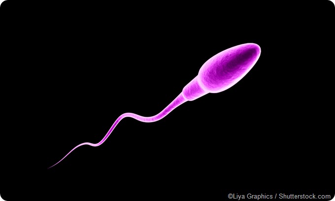 Sperm illustration