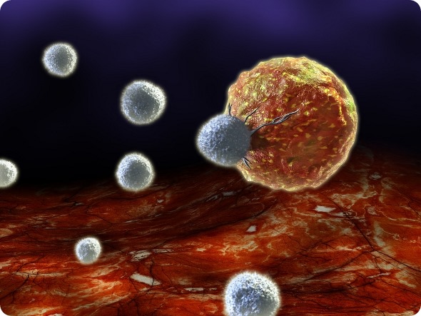 T cell (grey) killing tumour cell (yellow)