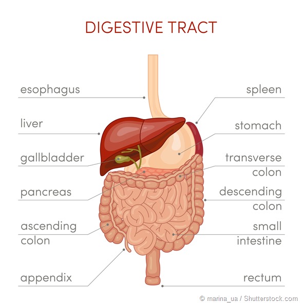 The digestive tract of a human. Cartoon vector illustration for medical atlas or educational textbook