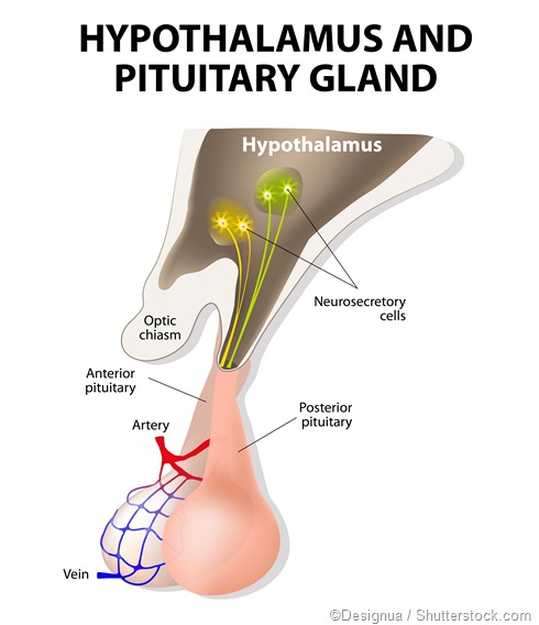 The hypothalamus connection pituitary gland