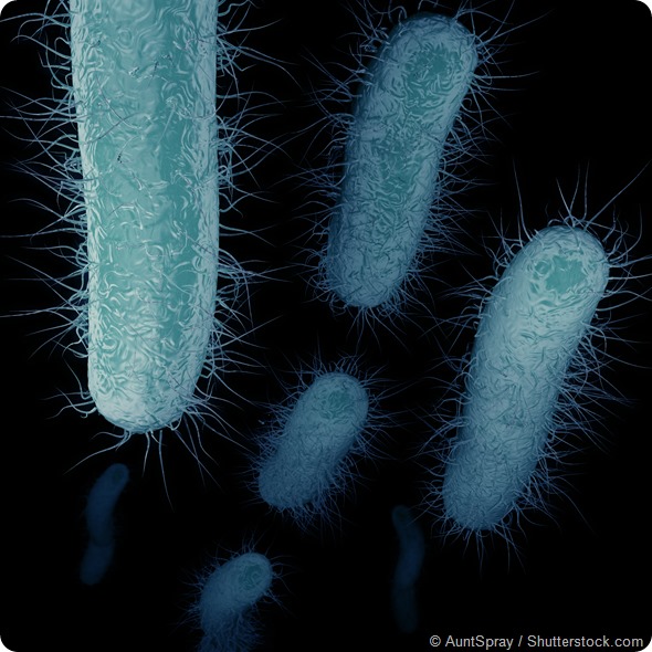 The superbug, known as Carbapenem-Resistant Enterobacteriaceae (CRE), is a type of antibiotic-resistant bacteria. The illustration depicts the bacteria moving through the bloodstream with flagella