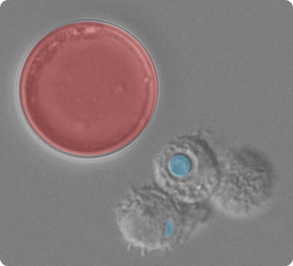 Cryptococcus titan cells (indicated in Red) are larger than host phagocytes (grey), whereas typical size Cryptococcus cells (indicated in blue) are able to be phagocytosed and killed by the host cells. Image courtesy of LH Okagaki and K Nielsen.
