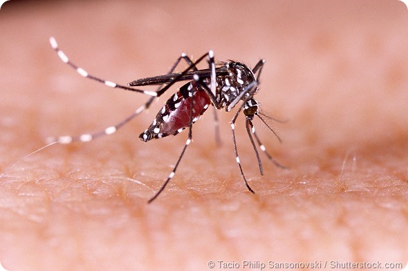 Zika virus aedes aegypti mosquito on human skin - Dengue, chikungunya fever, microcephaly
