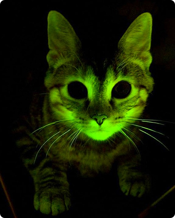 a glowing cat