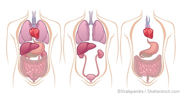 Where are the Kidneys and Liver Located?