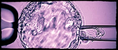 Biopsy procedure of a blastocyst