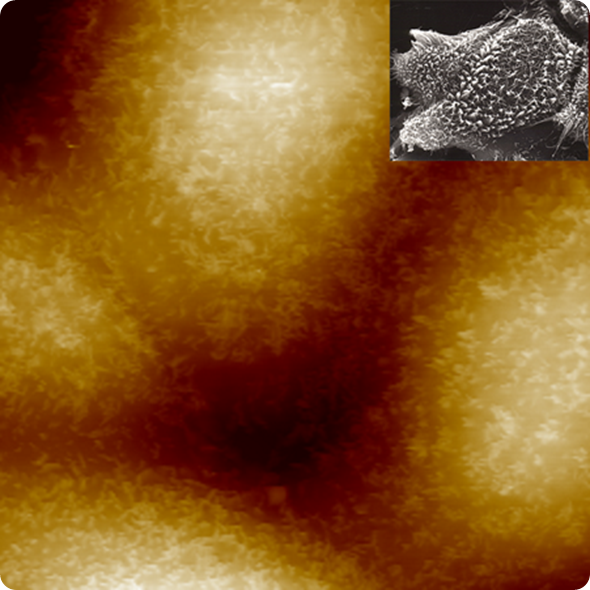 1kHz PeakForce Tapping image of live MDCK cells, Dr. Hermann Schillers, University of Münster. (Inset: SEM image of MDBK cells at 2400x mag.)