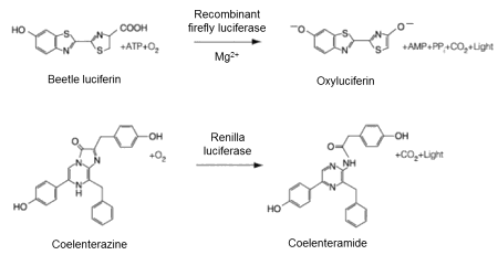 Firefly and Renilla luciferase reactions.