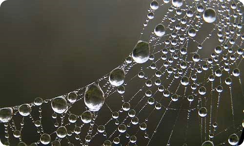 Spider Silk is well known for its extraordinary mechanical properties.