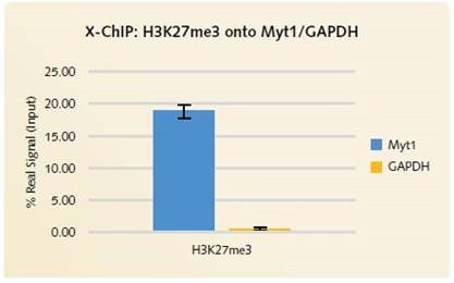 X-ChIP H3K27me3 onto Myt1/GAPDH: Low signal is produced by the negative gene target GAPDH when H3K27me3 is enriched using the qPCR Standard Chromatrap® Spin Column Kit.