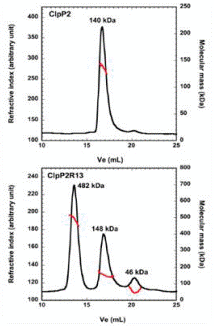 Effect of the removal of a putative propeptide on the production of ClpP2. The ClpP2R13 variant (lower panel) and ClpP2 (upper panel) were analyzed by size exclusion chromatography with triple detection. The black line shows the refractive index, while the red line showed the molecular mass, plotted as an elution volume function. The average molecular weights attained by fixed light scattering are specified at the apex of each peak.