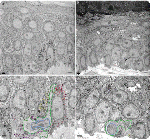 SBFSEM images of the epidermis layer