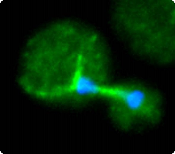 Dividing Cryptococcus neoformans cell expressing Green Fluorescent Protein (GFP)-labelled cytoskeletal tubulin and stained with DAPI to visualize the nucleus. Image courtesy of MS Fu and K Nielsen.