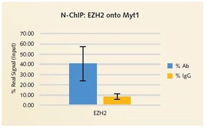 N-ChIP EZH2 onto Myt1: % Ab vs % IgG: Excellent signal to noise is demonstrated with the Chromatrap® Native ChIP Kit when specific antibody enrichment is compared to the enrichment of non-specific IgG.