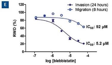 Effect of blebbistatin on the migration and invasion of HT-1080 cells