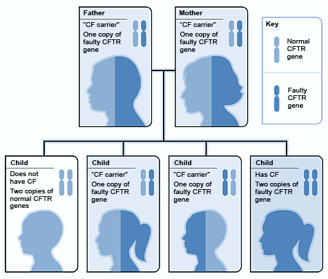Cystic Fibrosis Inheritance Pattern