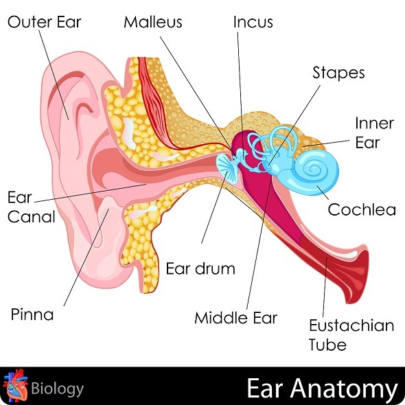easy to edit vector illustration of Ear Anatomy diagram