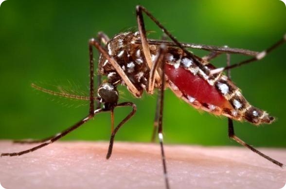 A mosquito acquires a blood meal; mosquitoes are the primary vector for dengue fever.