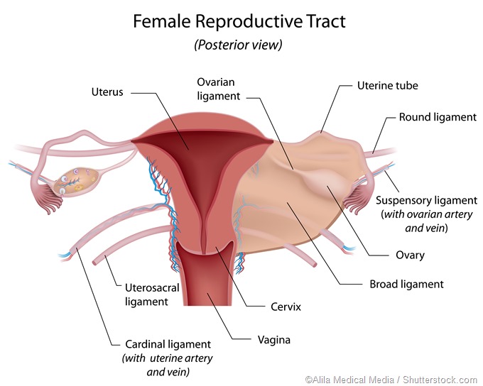 female reproductive organs - detailed diagram