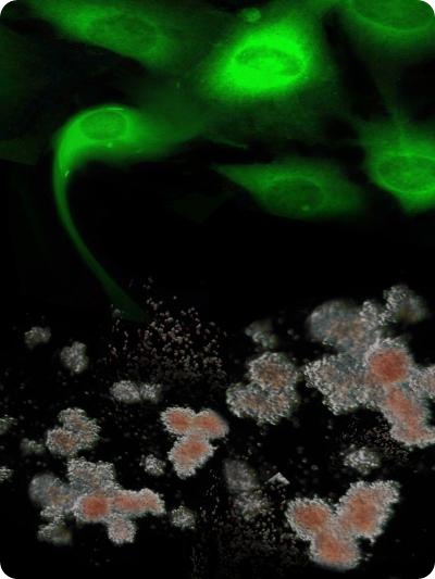 Shown in green are genetically-corrected fibroblasts from Fanconi anemia patients are reprogrammed to generate induced pluripotent stem cells, which, in turn, can be differentiated into disease-free hematopoietic progenitors, capable of producing blood cells in vitro. Credit: Courtesy of Dr. Juan-Carlos Belmonte, Salk Institute for Biological Studies