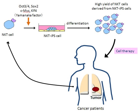 Figure 3: Proposal: NKT Cell Adjuvant Immunotherapy. Our study not only provides definite proof that terminally differentiated NKT cells can be directly reprogrammed to pluripotency but also increases the availability of mature NKT cells with desired functions to establish optimal NKT cell therapy.