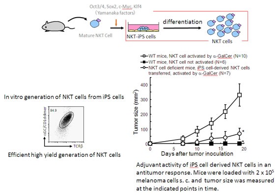 Figure 2: In vitro generation of NKT cells with desired function from iPS cells.