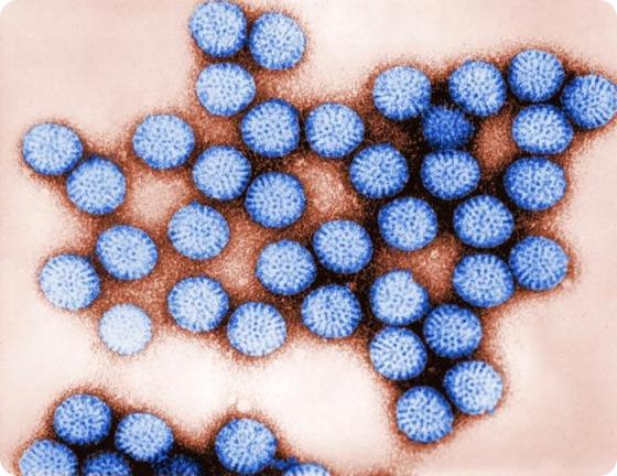 Intact rotavirus double-shelled particles