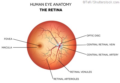 labelled retina diagram