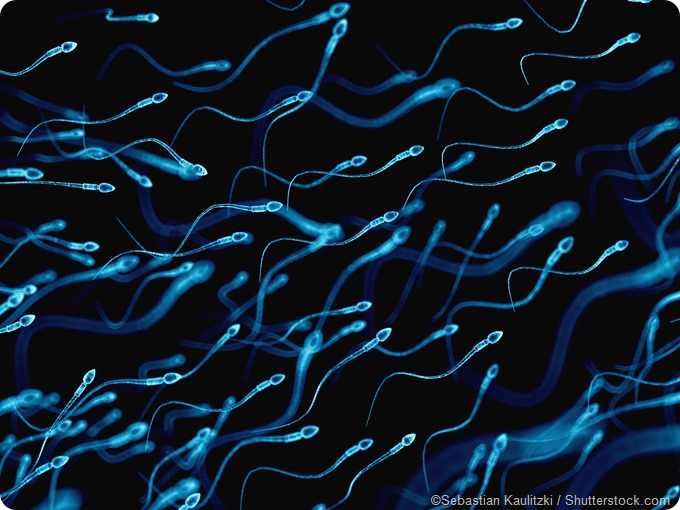 illustration human sperm