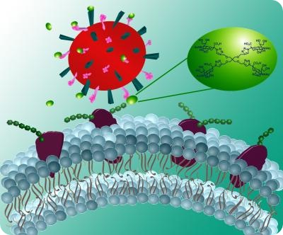 Dr. Robert Linhardt's new compound (green spheres) blocks both the N (pink spikes) and H (blue spikes) portion of the flu virus. The compound prevents the infection of the cell and the spread of the flu to other cell like no other compound before. Credit: Melissa Kemp/Rensselaer Polytechnic Institute