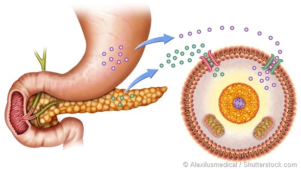 schematic illustration of the pancreas and stomach in insulin levels and blood glucose