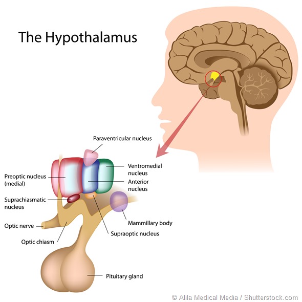 Hypothalamus Infographic