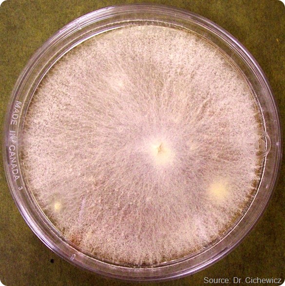 single white fungus MPA - 590