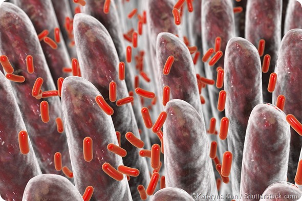 villi intestine bacteria 3D