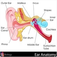 easy to edit vector illustration of Ear Anatomy diagram snapgalleria 590