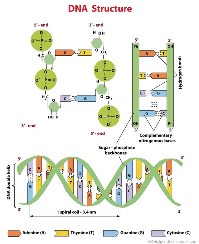 Structure of DNA