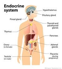 Cancer endocrine system, Traducere 