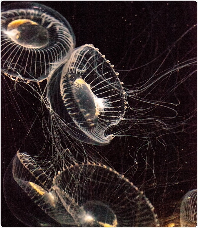 GFP Applications
