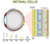 The Chemistry of Human Vision – The Retinoid Cycle