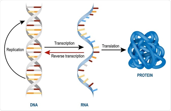 DNA転写およびタンパク質への翻訳。 RNAは中間の男です。
