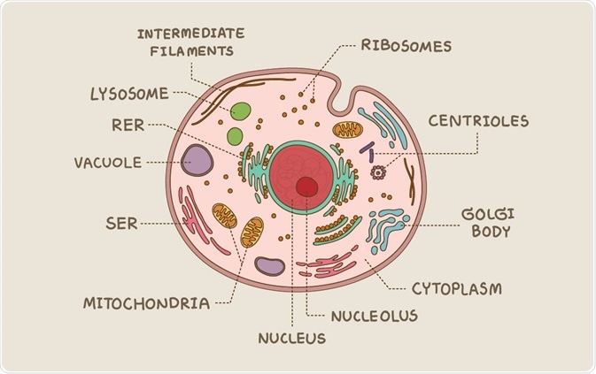Schema della cellula eucariotica - etichettato - di Arisa_J