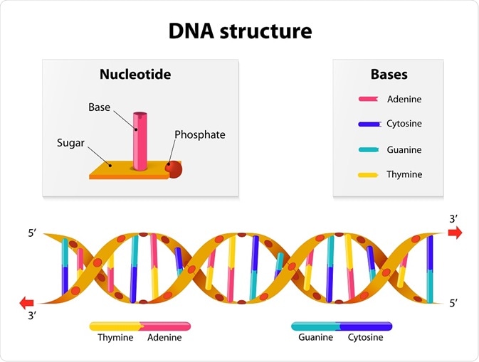 strukturen AV DNA