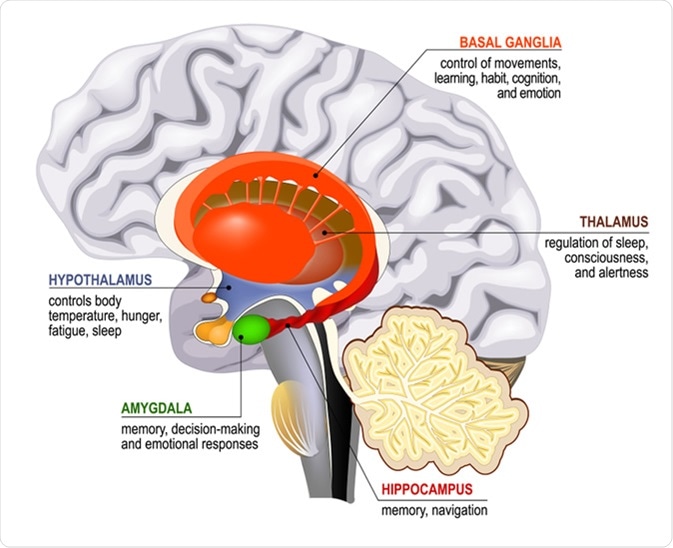 Limbic system. Cross section of the human brain. Mammillary body, basal ganglia, pituitary gland, amygdala, hippocampus, thalamus - Illustration Credit: Designua / Shutterstock