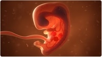 The stages of human embryo development from zygote to foetus The Stages Of Early Embryonic Development